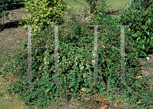 Picture of Symphoricarpos microphyllus 