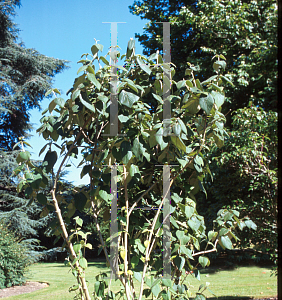 Picture of Viburnum cordifolium 