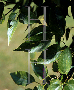 Picture of Celtis laevigata var. smallii 