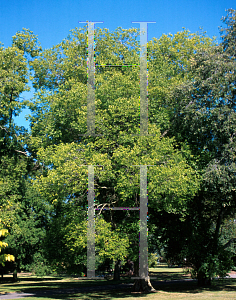 Picture of Celtis laevigata var. smallii 