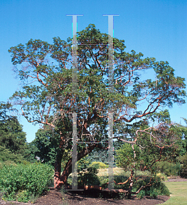 Picture of Arbutus x andrachnoides 