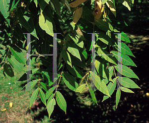 Picture of Juglans nigra 'Alburyensis'