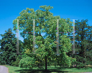 Picture of Juglans nigra 'Alburyensis'