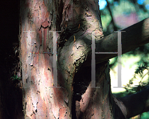 Picture of Taxus baccata 'Dovastonii'