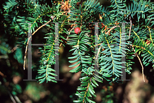 Picture of Taxus baccata 'Dovastonii'