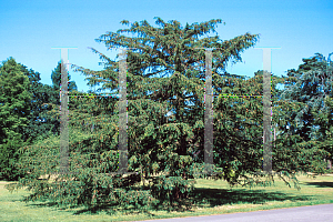 Picture of Taxus baccata 'Dovastonii'