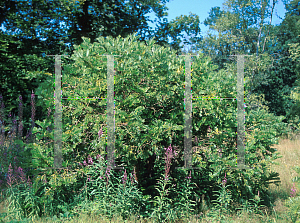 Picture of Cephalotaxus fortunei 