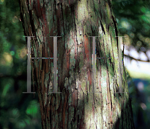 Picture of Cephalotaxus fortunei 