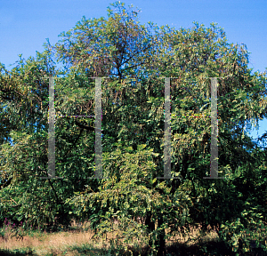 Picture of Cephalotaxus fortunei 