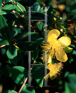 Picture of Hypericum kouytchense 