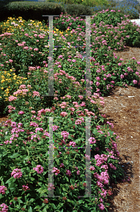 Picture of Pentas lanceolata 