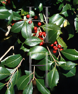 Picture of Ilex opaca 'Howard'