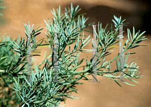 Picture of Afrocarpus falcatus 