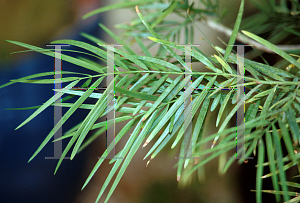 Picture of Podocarpus gracilior 