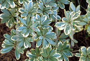 Picture of Pittosporum tobira 'Variegata'