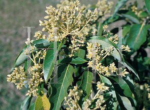 Picture of Persea americana 