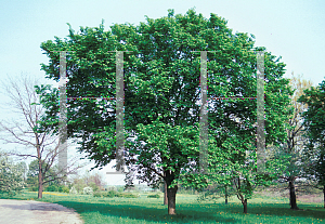 Picture of Ulmus americana 'Morden'