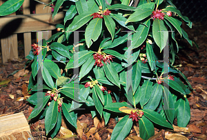 Picture of Illicium floridanum 