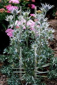 Picture of Eryngium bourgatii 