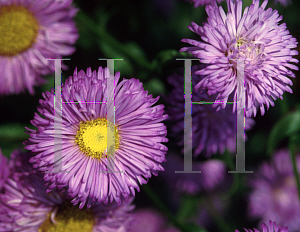 Picture of Erigeron x hybridus 'Azure Fairy'