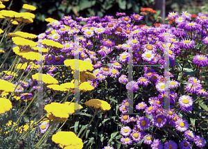 Picture of Erigeron x hybridus 'Azure Fairy'