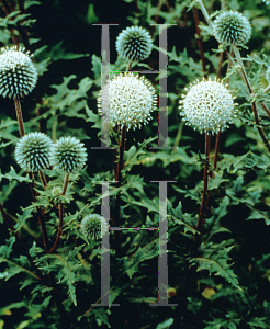 Picture of Echinops sphaerocephalus 'Arctic Glow'