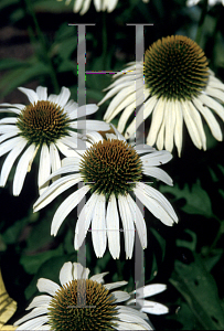 Picture of Echinacea purpurea 'White Swan'