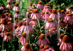 Picture of Echinacea purpurea 'Kim's Knee High'