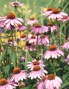 Picture of Echinacea purpurea 'Bright Star'