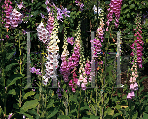 Picture of Digitalis purpurea 'Giant Shirley'