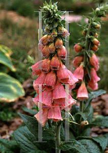 Picture of Digitalis x mertonensis 