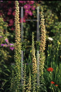 Picture of Digitalis ferruginea 'Yellow Herald'