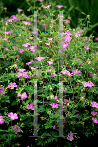 Picture of Geranium x oxonianum 'Claridge Druce'