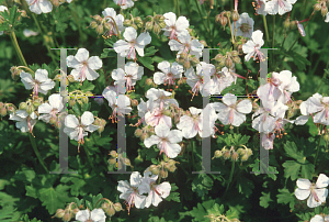 Picture of Geranium x cantabrigiense 'Biokovo'