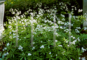 Picture of Galium odoratum 