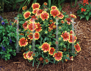 Picture of Gaillardia x grandiflora 'Goblin'