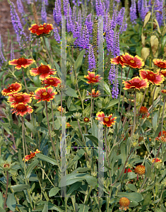 Picture of Gaillardia x grandiflora 'Dazzler'