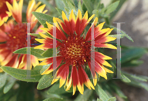 Picture of Gaillardia x grandiflora 'Baby Cole'