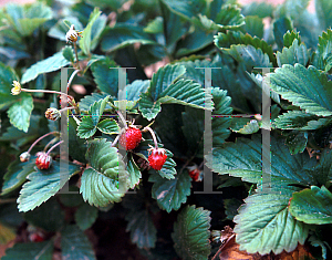 Picture of Fragaria vesca 'Improved Rugen'