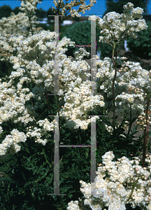 Picture of Filipendula vulgaris 'Flore Pleno'