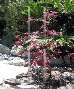 Picture of Acer palmatum 