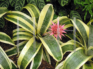 Picture of Aechmea fasciata 