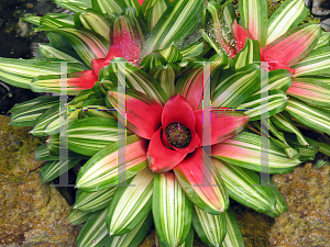 Picture of Aechmea fasciata 