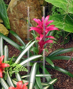 Picture of Guzmania lingulata '~Species'