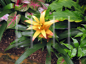 Picture of Guzmania lingulata '~Species'