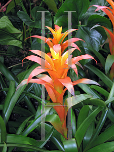 Picture of Guzmania lingulata '~Species'