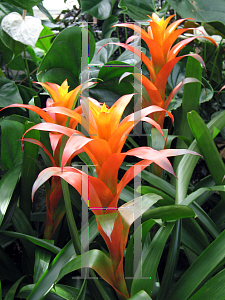 Picture of Guzmania lingulata '~Species'