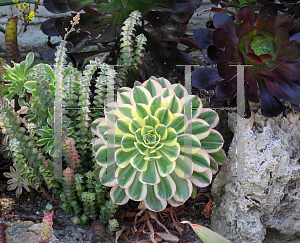 Picture of Aeonium arboreum 'Variegatum'
