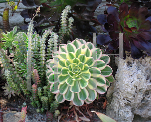 Picture of Aeonium arboreum 'Variegatum'