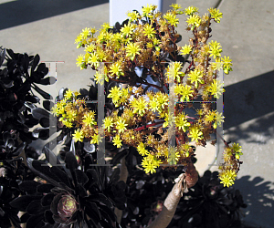 Picture of Aeonium arboreum 